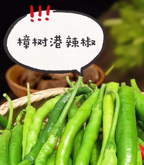 辣椒视频最新版