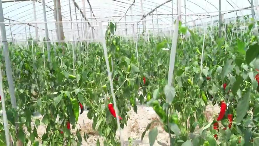 辣椒视频最新版