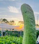 抖音樱桃丝瓜绿巨人黄瓜