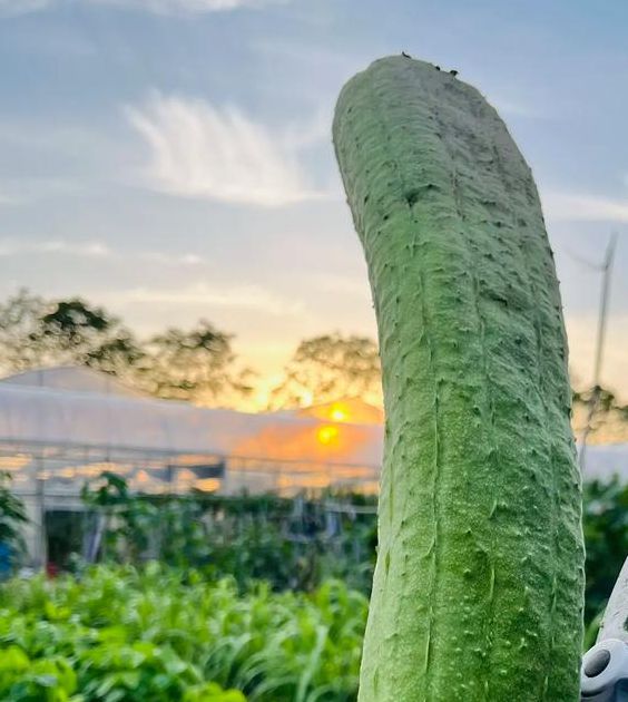 抖音樱桃丝瓜绿巨人黄瓜