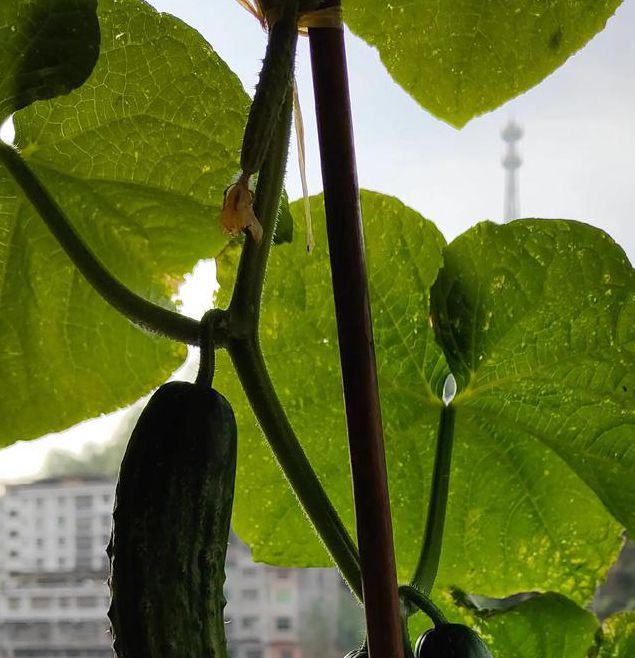 抖音樱桃丝瓜绿巨人黄瓜