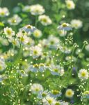 野花社区视频大全高清免费