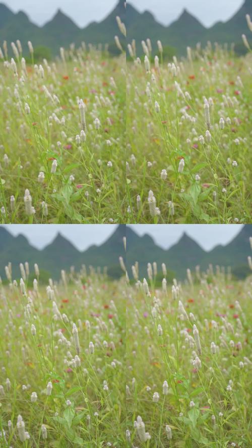 野花社区视频大全高清免费