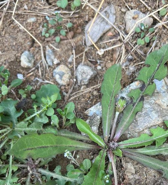 蒲公英研究所免费进入