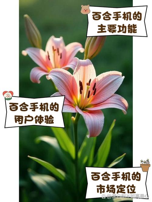 百合网app官方免费