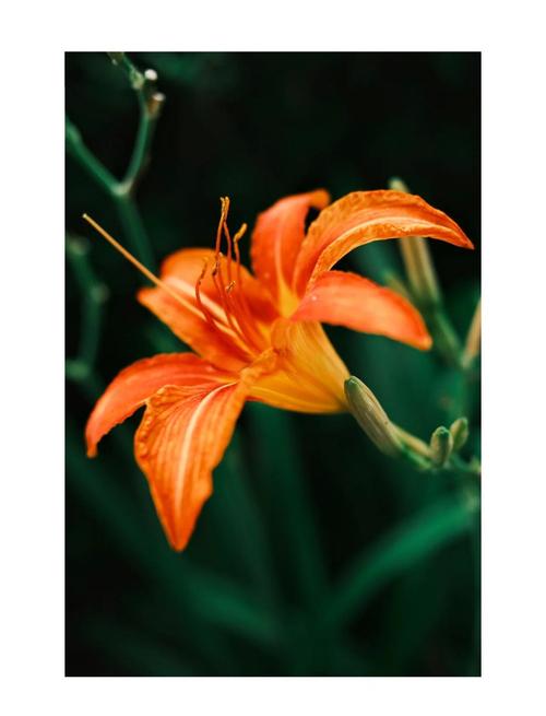 忘忧草在线观看视频播放免费