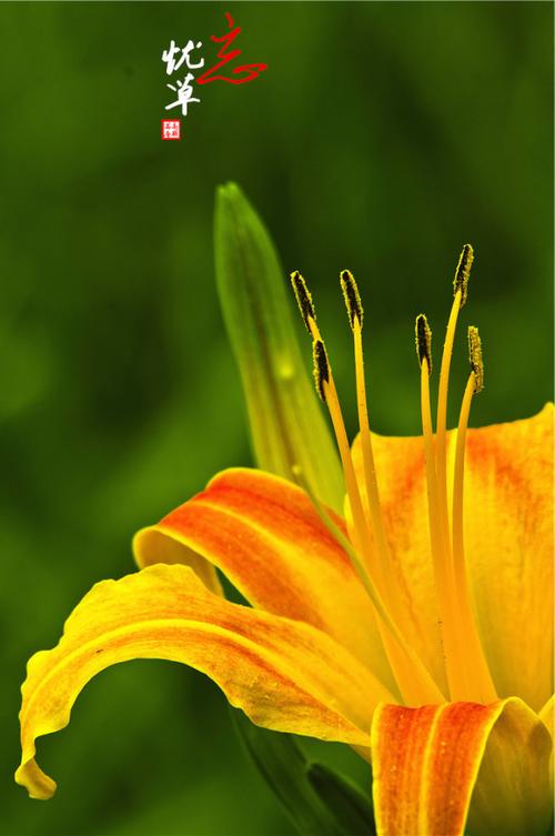 忘忧草在线观看视频播放免费