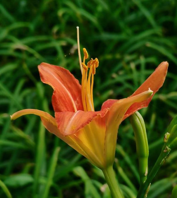 忘忧草在线观看视频播放免费