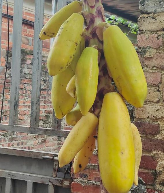 香蕉草莓丝瓜茄子芒果