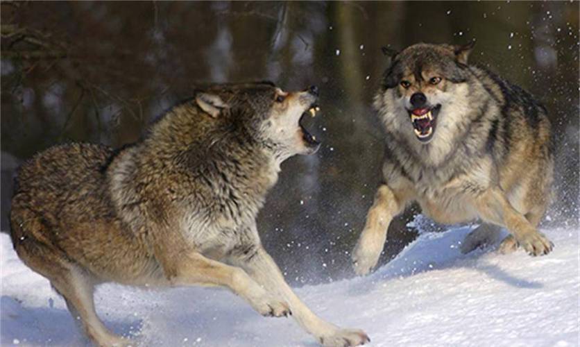 狼群官网在线观看免费视频播放