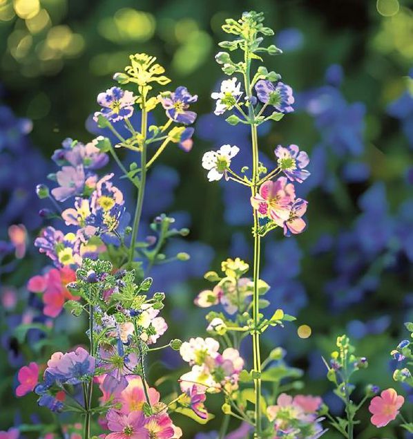 野花韩国中文版免费观看