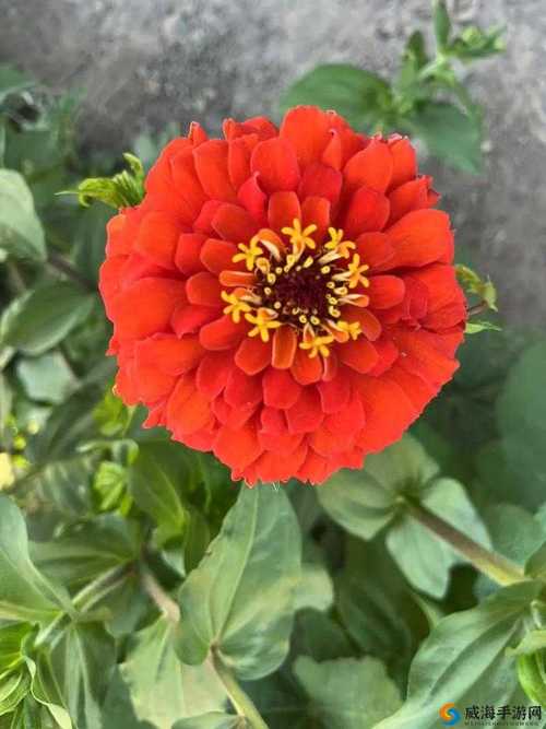 野花韩国中文版免费观看