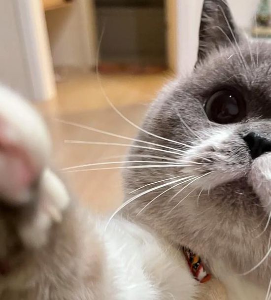 猫快记录世界记录你