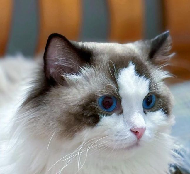 猫快记录世界记录你