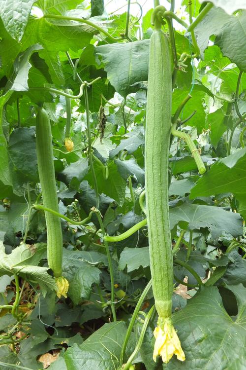 丝瓜视频丝瓜视在线观看