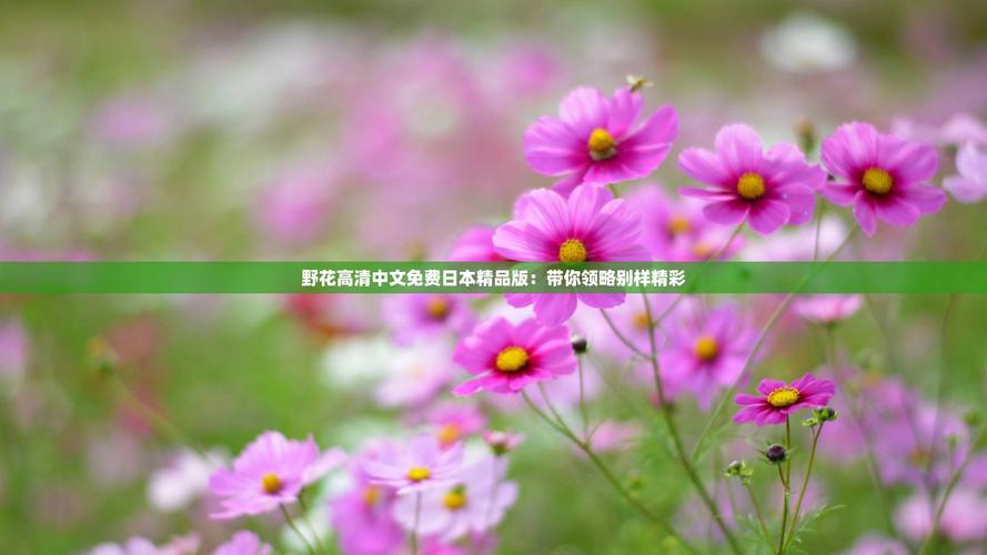 野花社区日本免费