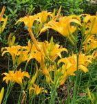 忘忧草在线观看视频播放免费