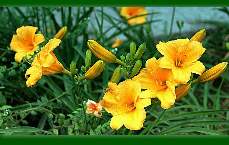 忘忧草在线观看视频播放免费