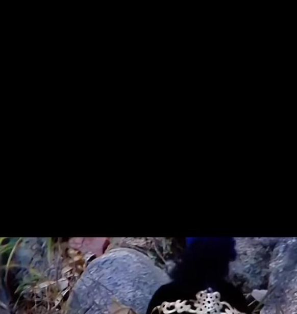 八戒八戒国语高清下载