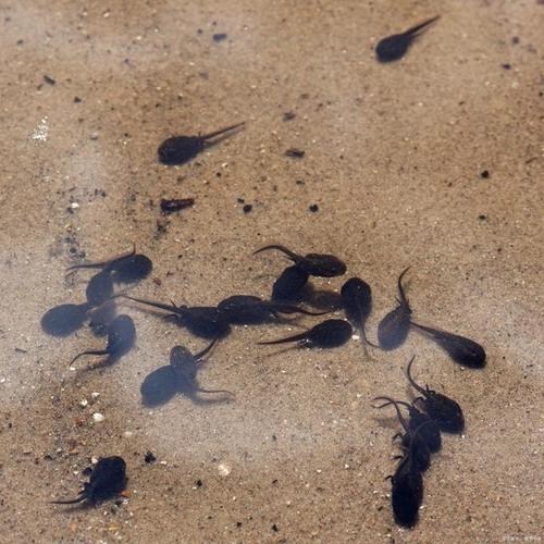 小蝌蚪视频高清免费下载