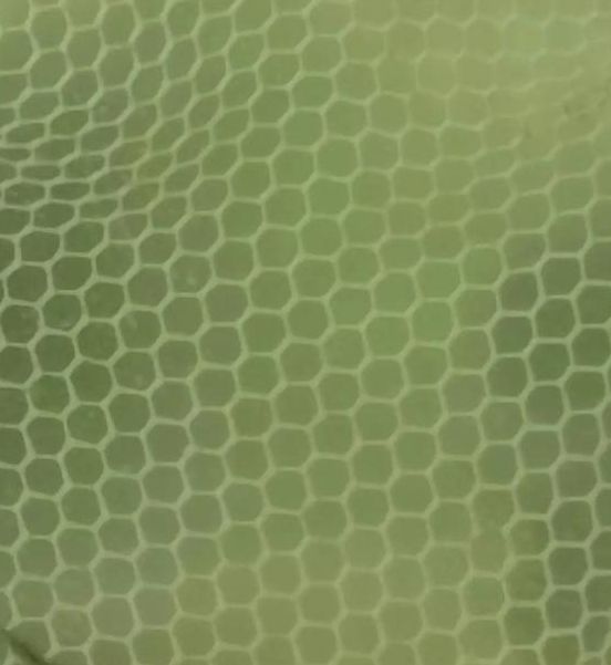 小蝌蚪视频高清免费下载