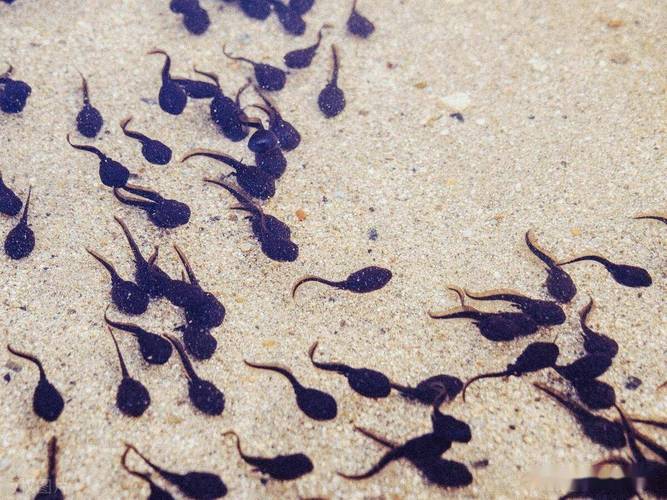 小蝌蚪视频高清免费下载