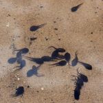 小蝌蚪视频高清免费下载