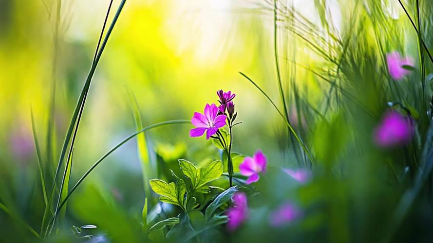 野花视频安卓版