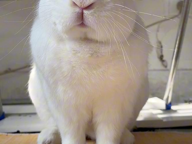 大白兔视频最新官网r软件