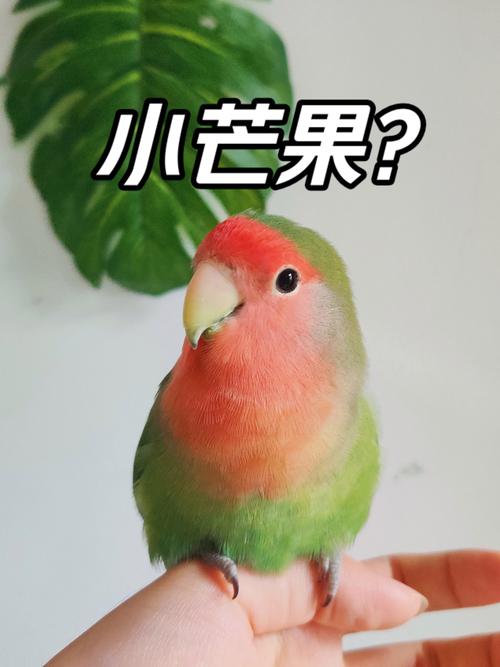 爱情鸟论坛com视频论坛芒果