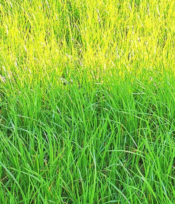 小草一二三四区乱码高清版