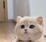 新版猫咪猫咪必火视频