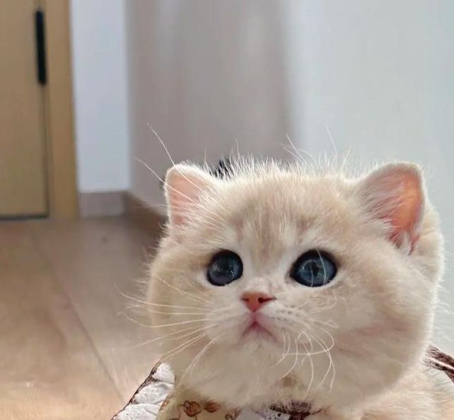 新版猫咪猫咪必火视频