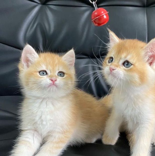 新版猫咪猫咪必火视频