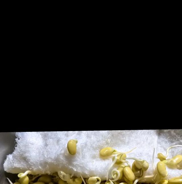 豆芽短视频下载