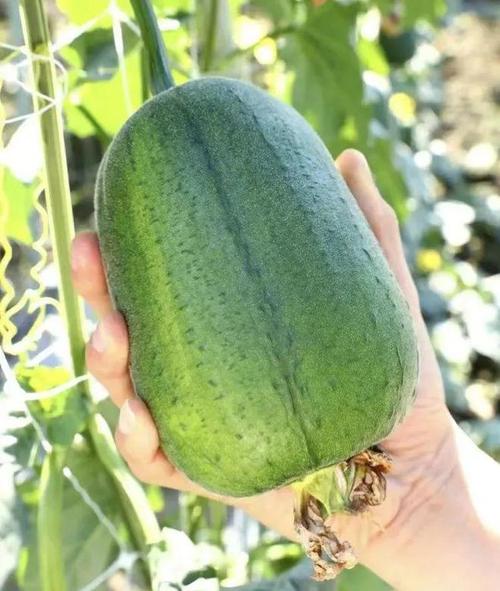 草莓丝瓜向日葵黄瓜榴莲汅色多多苹果下载