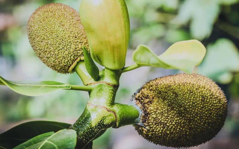 菠萝菠萝蜜在线视频免费视频