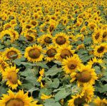 xrk1_3_0ark向日葵