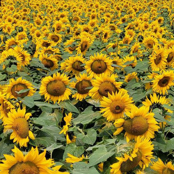 xrk1_3_0ark向日葵