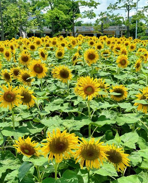 向日葵下载污api免费网址ios