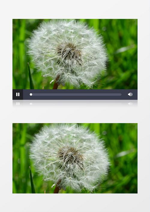 蒲公英研究所视频