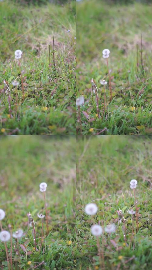 蒲公英研究所视频