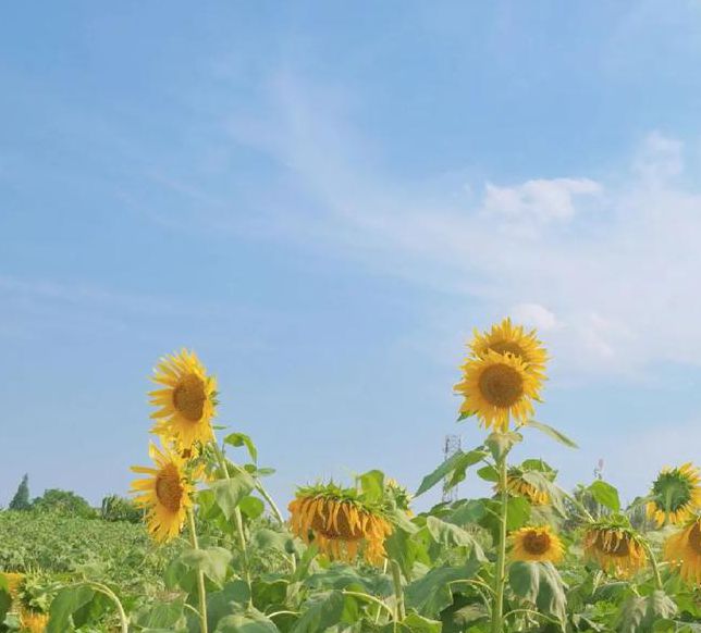 向日葵视频下载安装无限看视频下载视