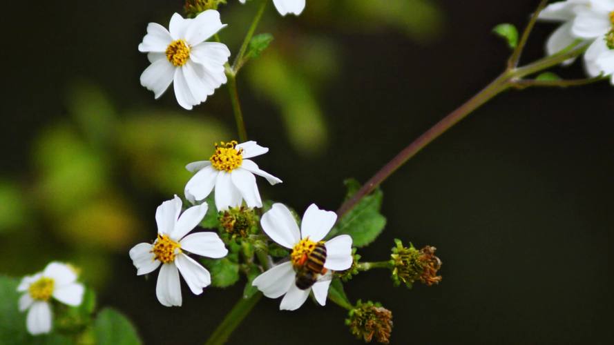 野花视频1.4.2完整版