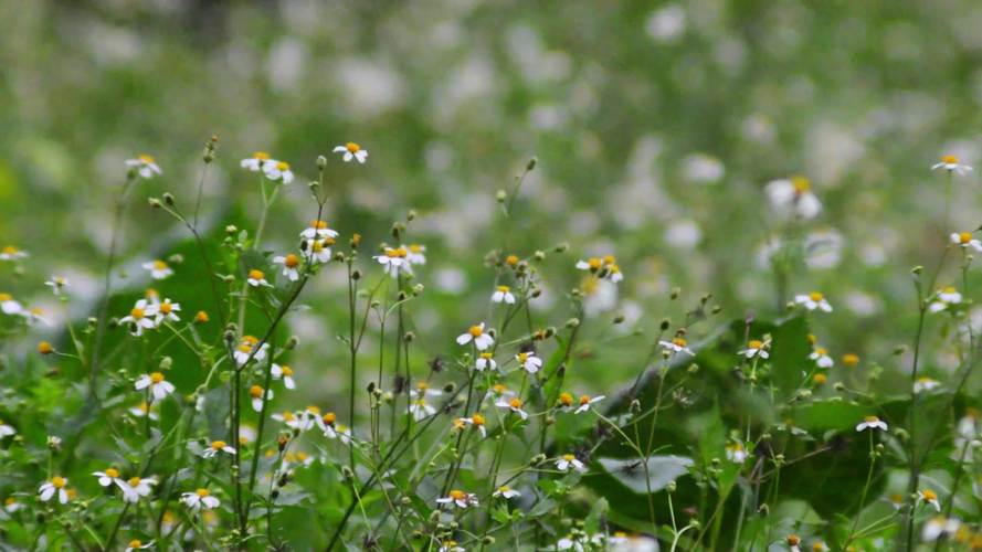 野花视频1.4.2完整版