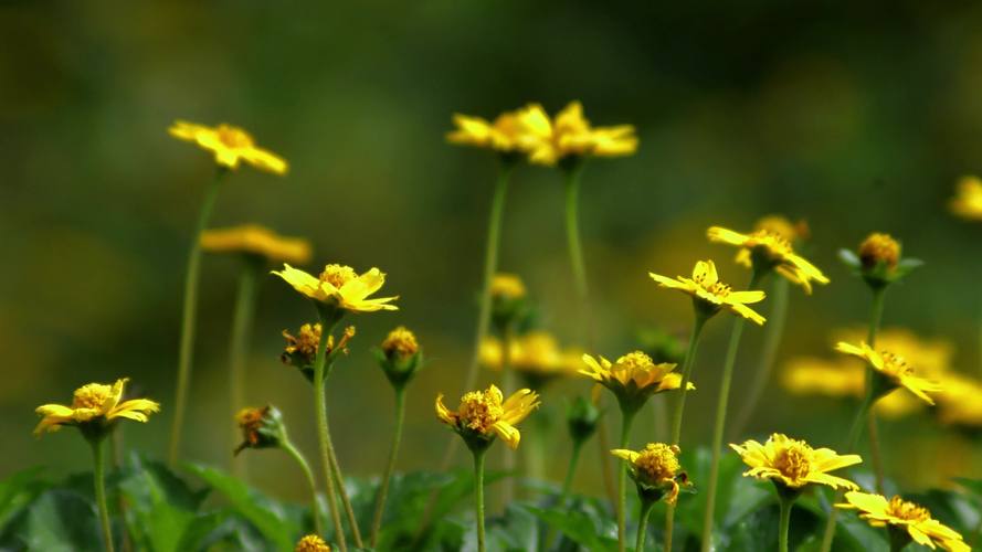 野花视频1.4.2完整版