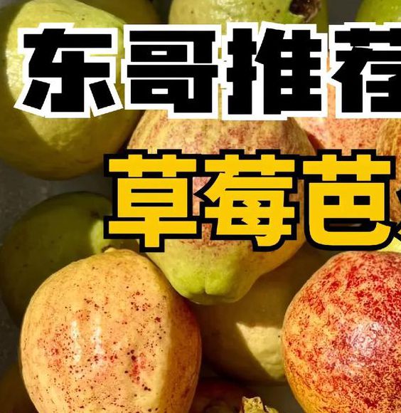 草莓丝瓜樱桃小蝌蚪榴莲芭乐最新版