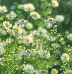 野花视频手机免费观看完整版高清