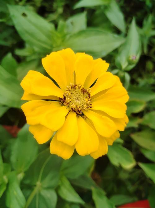 野花视频手机免费观看完整版高清