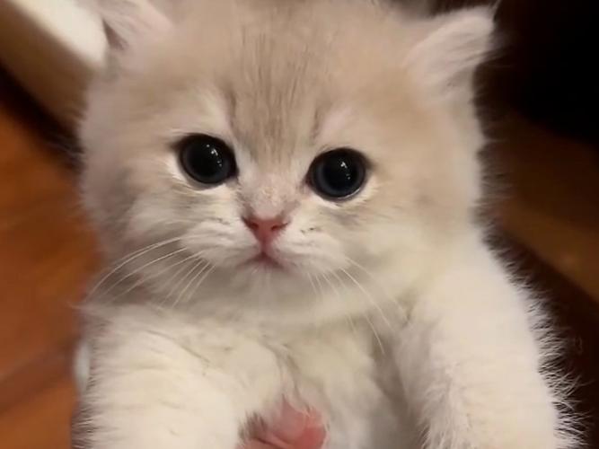 小奶猫无限制直播